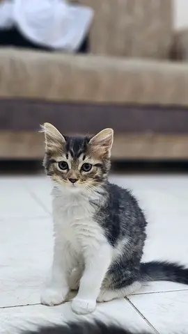 Playful Kittens for Free Adoption
