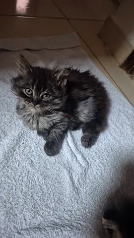 1-month-old longhair kitten looking for a home with her litter box and sand