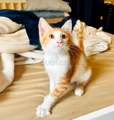 Playful male kitten, 2 month old, arabian mau breed and healthy looking for a family.