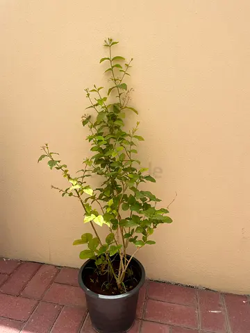 Potted Health Jasmine Tree
