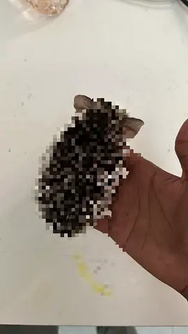 Small pet hedgehog