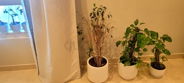 Indoor potted plants with white ceramic pots (ready to rehome)