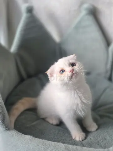 Scottish fold red point