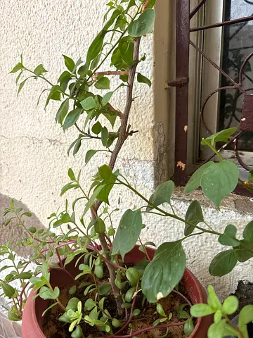 Two trailing potted indoor/outdoor plants - healthy green vines begun Vella