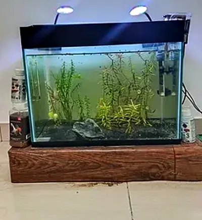 Complete Aquarium Setup with Lights and Filter
