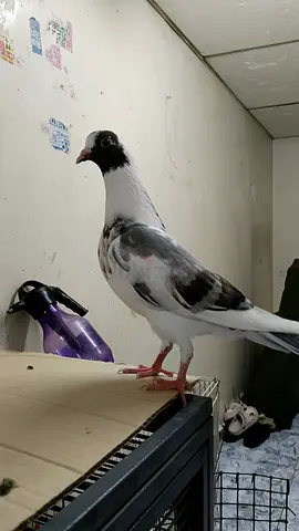 Young pied pigeon / homing pigeon ready for adoption