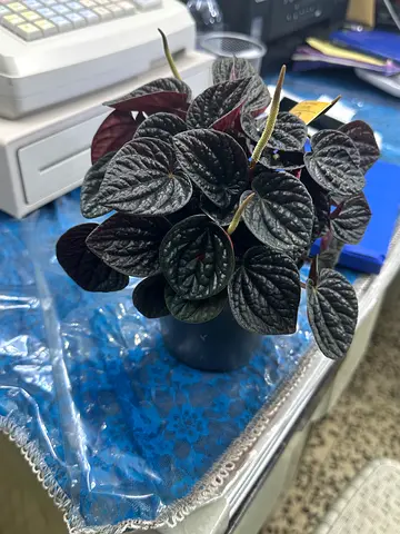 Papermint paperomia indoor plants