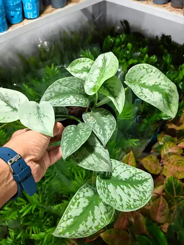 Scindapsus Pictus (Satin Pothos) – Indoor Plant