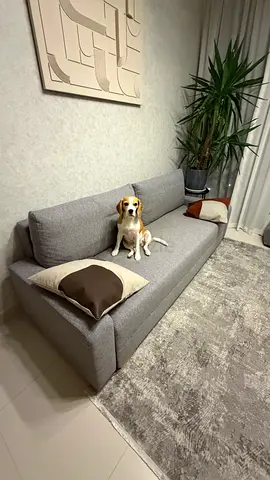 IKEA Minimalist grey sofa bed — good condition