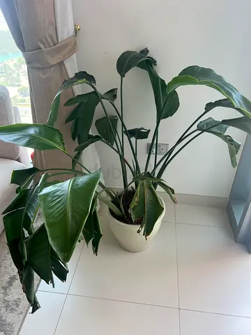 Large indoor philodendron/monsterra plant in white ceramic pot - healthy leaves