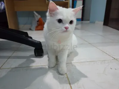Cat for free adoption Turkish-Mixed with Monochromatic eyes (8 months old, Female)