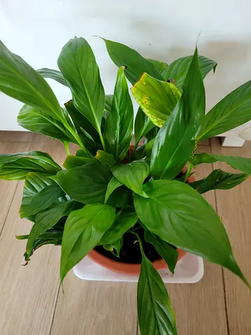 Peace Lily - Indoor Plant