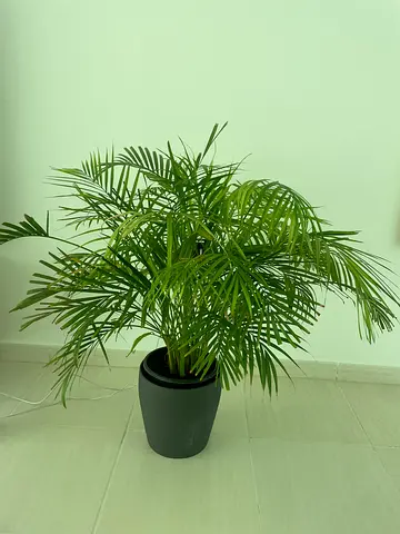 2 x Big Healthy Indoor Areca Palm in Pot