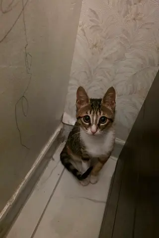cat pet