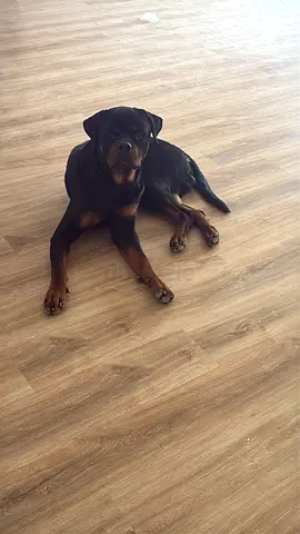 Rottweiler dog 1.5 years for adoption