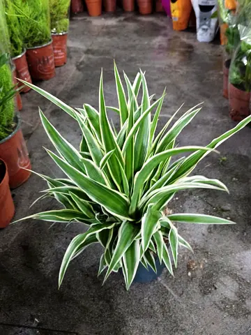Spider plants indoors