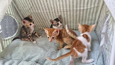 Kittens for free