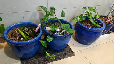Plant pots