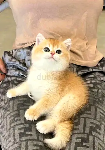Pure breed munchkin kittens
