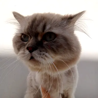 Cat for Free Adoption 🐾