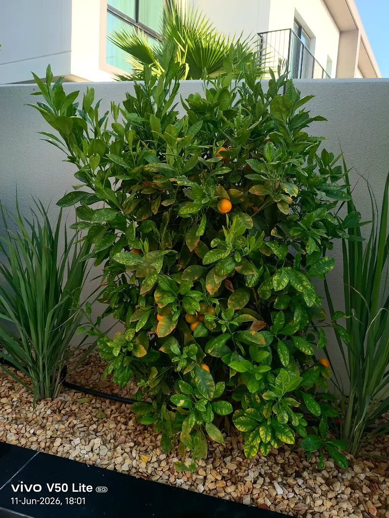 DPV_View_Image_1