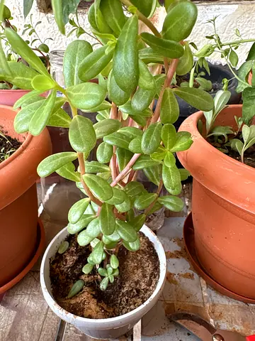 Healthy trailing succulent plant in pot - ready to rehome