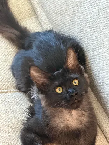 Maine $%! female kitten