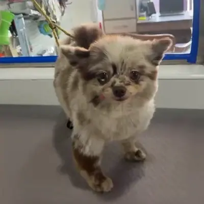 Missing dog