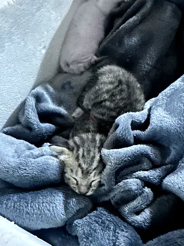 I want to give the kitten for free for adoption perfectly healthy and fine.