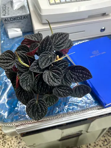 Small Black Peppermint Peperomia Plant – Healthy Potted Houseplant 🌿 Peperomia Plant Description 🌿