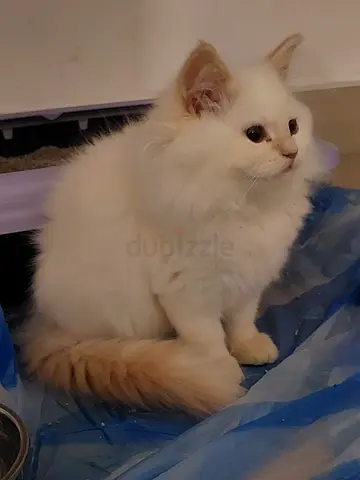 ابوظبي المناصير خلف مدرسة الامارات الوطنيه