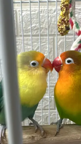 Love birds