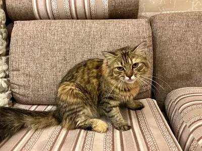 My pets for adoption