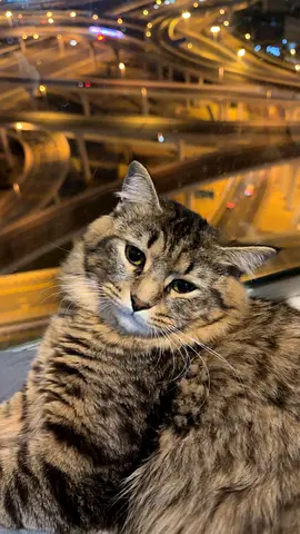 Loving cat looking for his new home