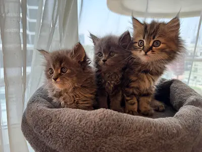 Adorable British long hair kittens ready for adoption, friendly and playful  Clingy