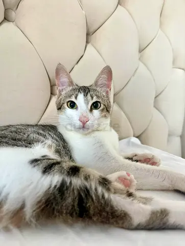 Kitten for adoption