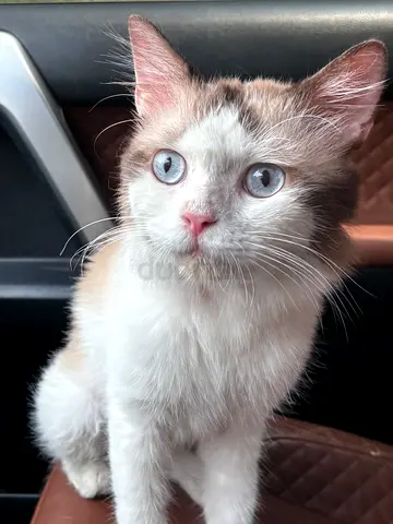 Male ragdoll mix cat free adoption
