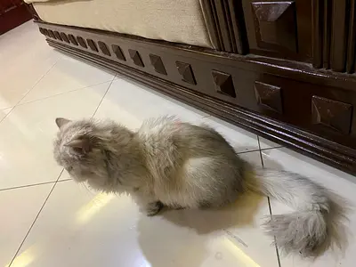 Sweet female cat