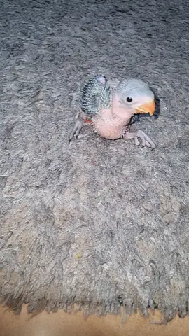 Young Nepali parrot  baby— hand-fed, needs home