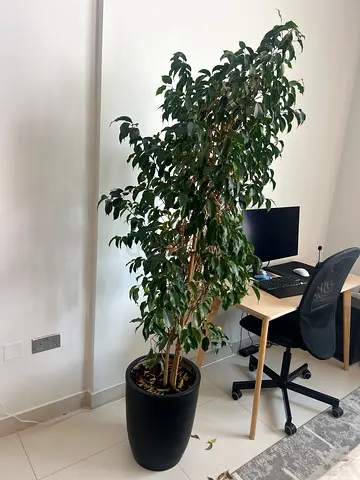 Large indoor ficus tree in black planter — healthy tall office plant