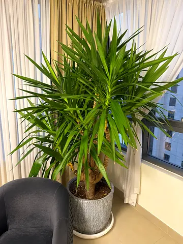 Large indoor Dracaena plant in decorative pot- 2 meter height