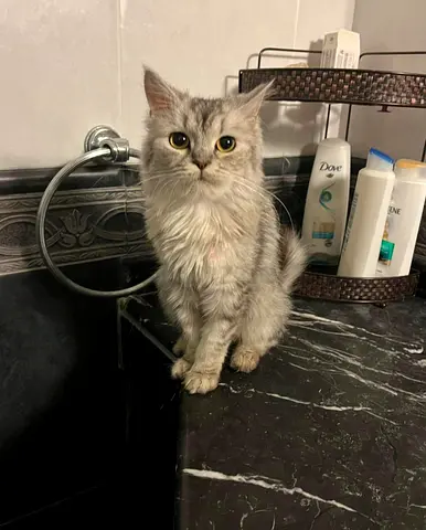 Doll-face Persian for free adoption