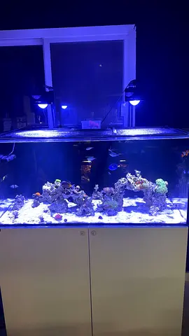 Saltwater Reef Aquarium with Cabinet and LED Lighting - Ready Setup