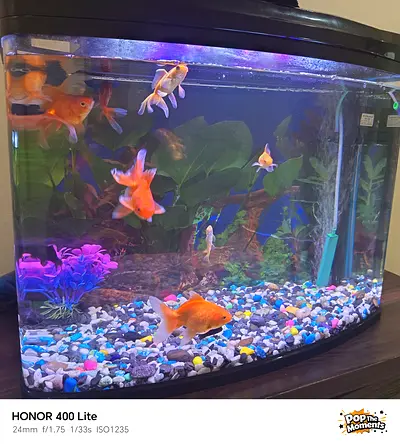 Aquriam Only with filter Not AirPump