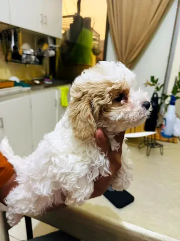 Pure white and apricot toy poodle puppy, 8 weeks, friendly