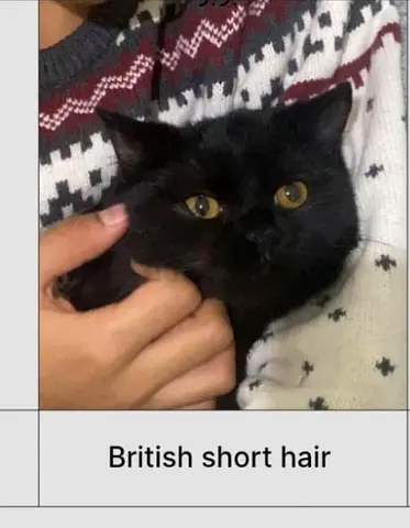 Cats for adoption