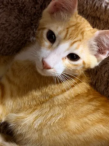 Leo 3 months old male  vaccinated and trained  Arabian  Very playful  Smart  Passionate
