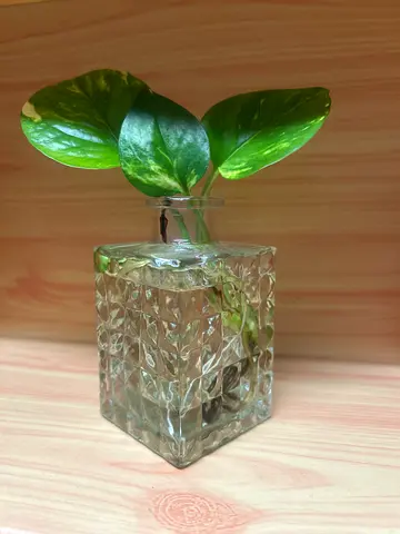 Small Cut Glass and plant