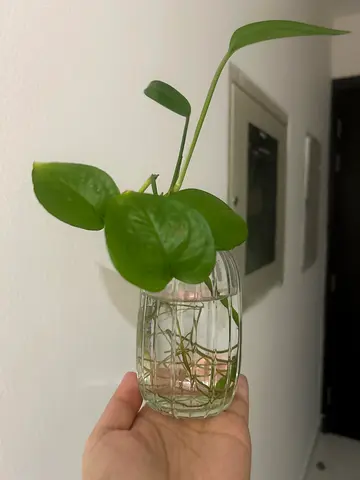 Pothos (Epipremnum) cutting in glass vase - healthy roots