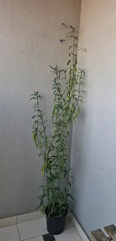 Big outdoor plant with purple flowers